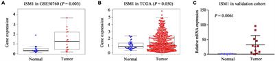 Effect of ISM1 on the Immune Microenvironment and Epithelial-Mesenchymal Transition in Colorectal Cancer